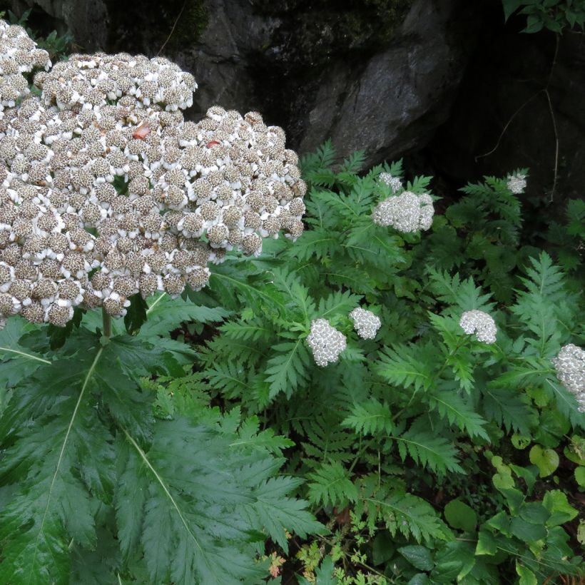 Chrysanthemum macrophyllum (Port)