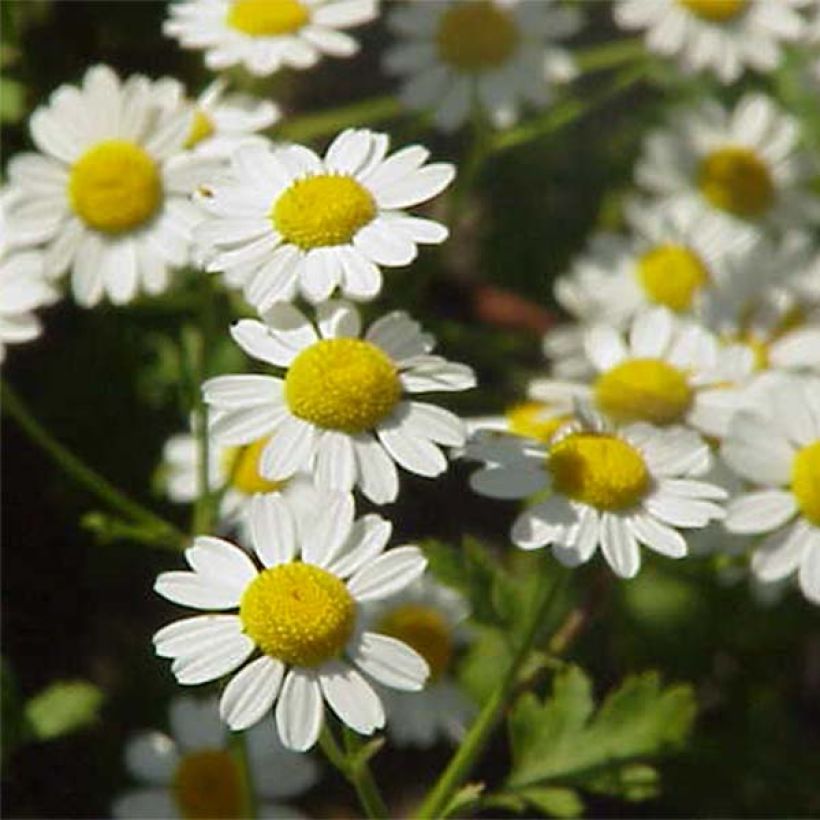 Chrysanthemum parthenium Aureum, Marguerite (Floraison)