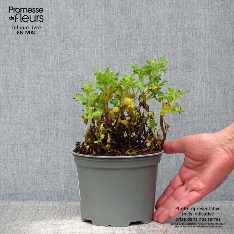 Spécimen de Chrysanthème indicum Poésie - Marguerite d'automne - pot de 2L/3L tel que livré au printemps