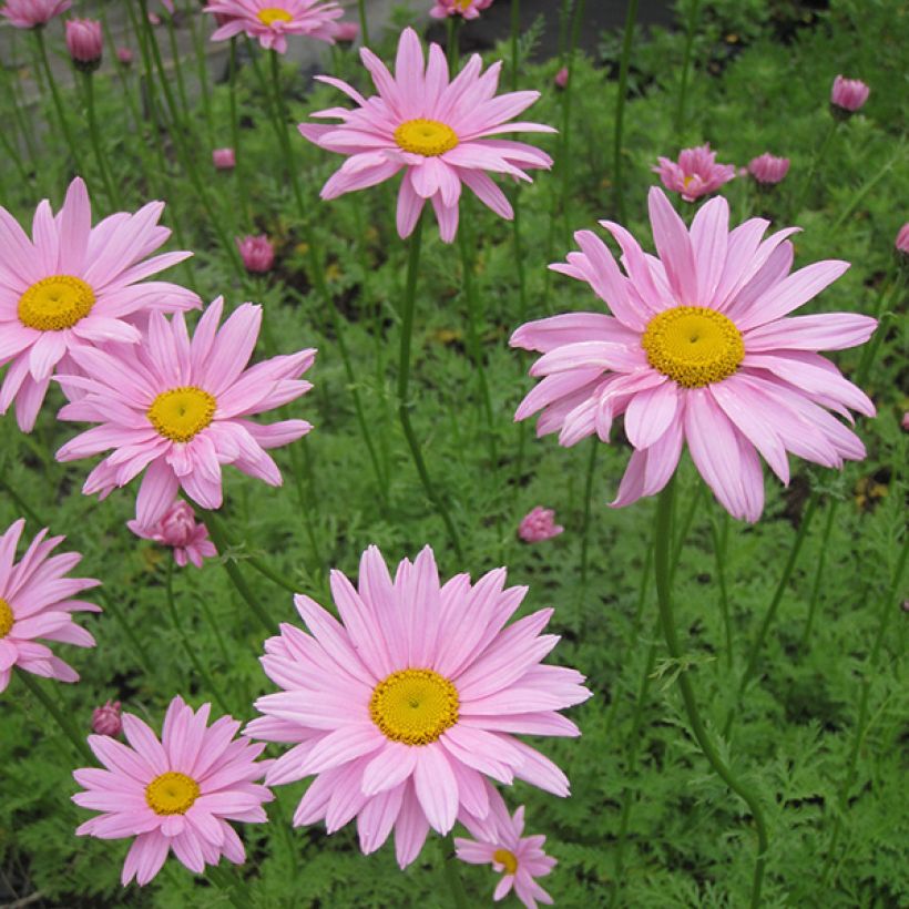 Chrysanthème rubellum Clara Curtis - Marguerite d'automne (Floraison)