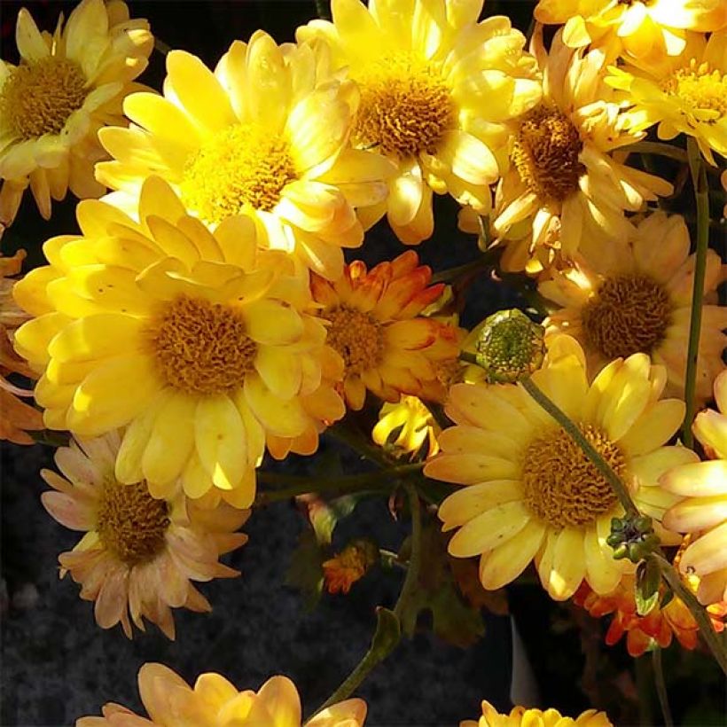 Chrysanthème rubellum Dernier Soleil - Marguerite d'automne. (Floraison)