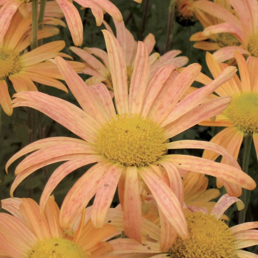 Chrysanthème rubellum Mary Stoker - Marguerite d'automne (Floraison)