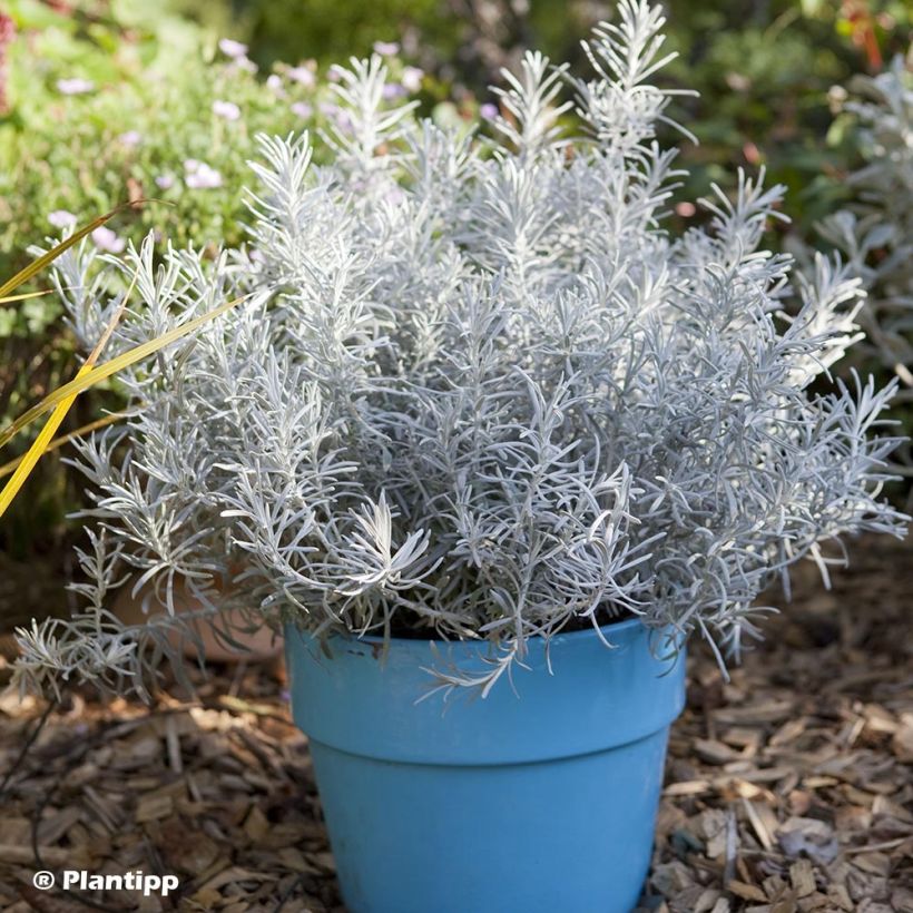 Chrysocephalum apiculatum Korma - Immortelle  (Port)