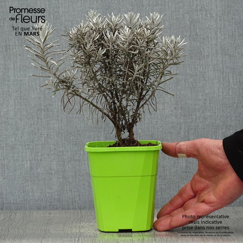 Spécimen de Chrysocephalum apiculatum Korma - Immortelle  Pot de 1,5L/2L tel que livré au printemps