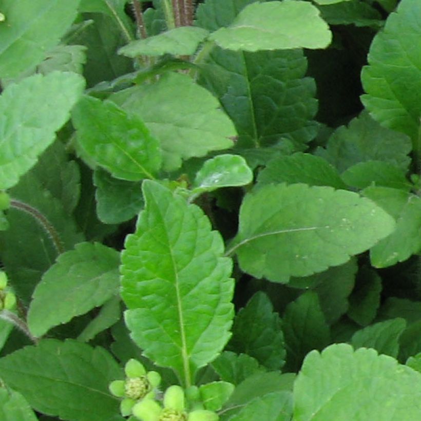 Chrysogonum virginianum - Genou doré (Feuillage)