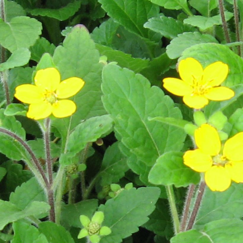 Chrysogonum virginianum - Genou doré (Floraison)