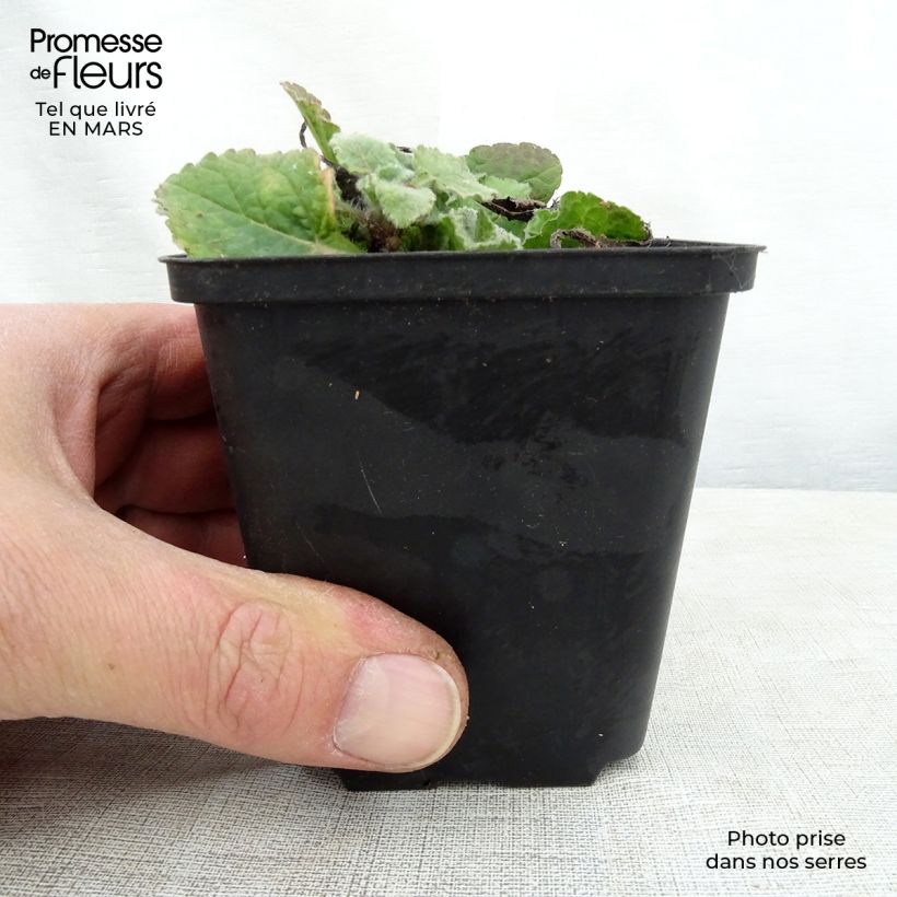 Spécimen de Chrysogonum virginianum André Viette Godet de 9cm tel que livré au printemps