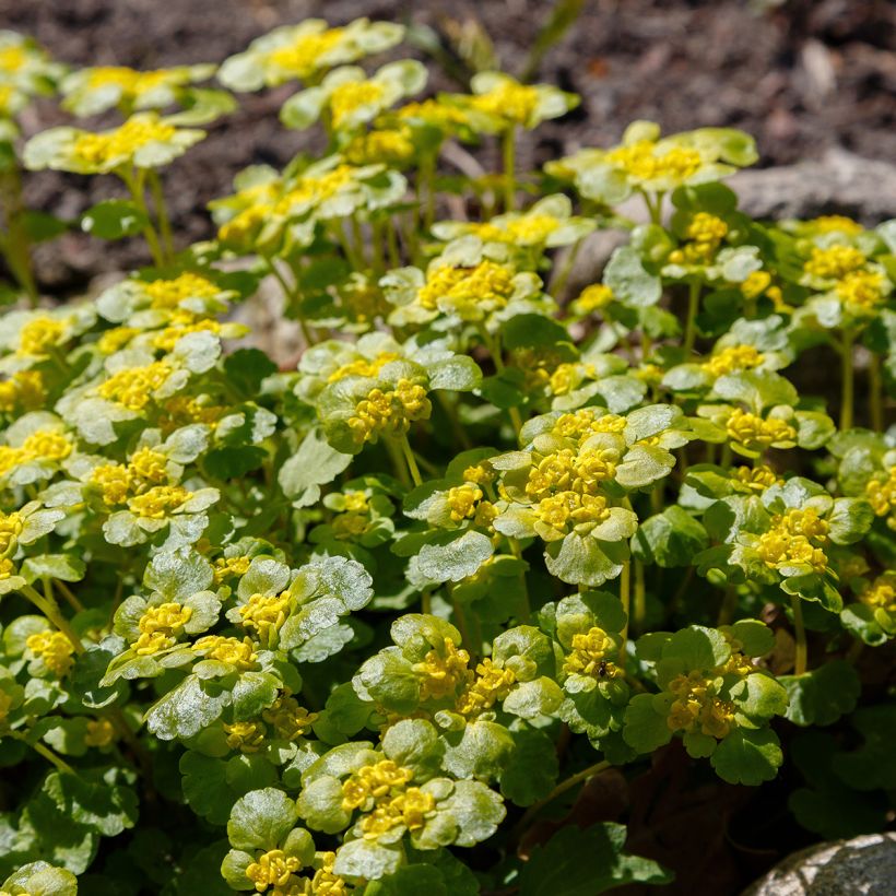 Chrysosplenium alternifolium - Dorine à feuilles alternes, Cresson doré, Cresson de rocher (Port)