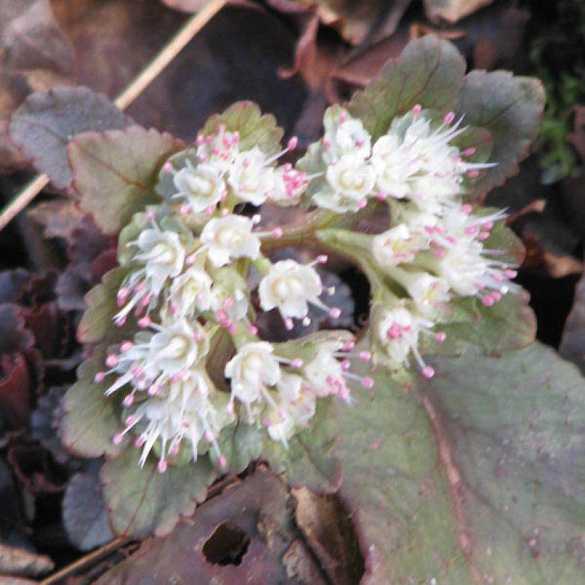 Chrysosplenium macrophyllum, Dorine (Floraison)