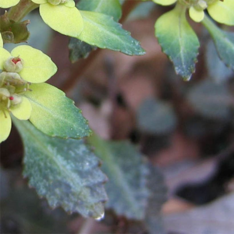 Chrysosplenium macrostemon v. shiobarense, Dorine (Feuillage)