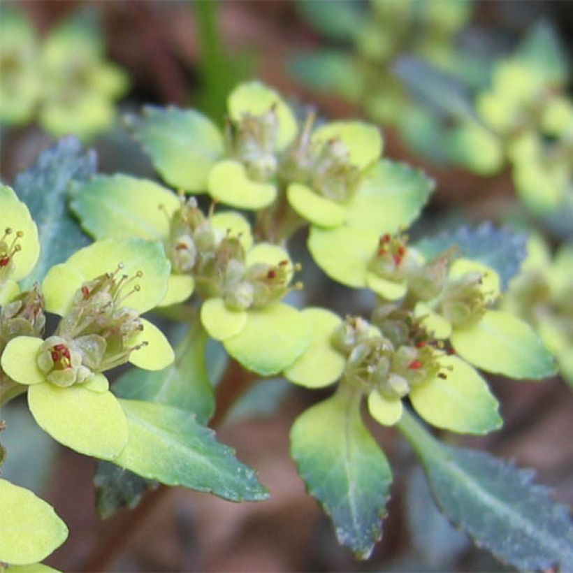 Chrysosplenium macrostemon v. shiobarense, Dorine (Floraison)