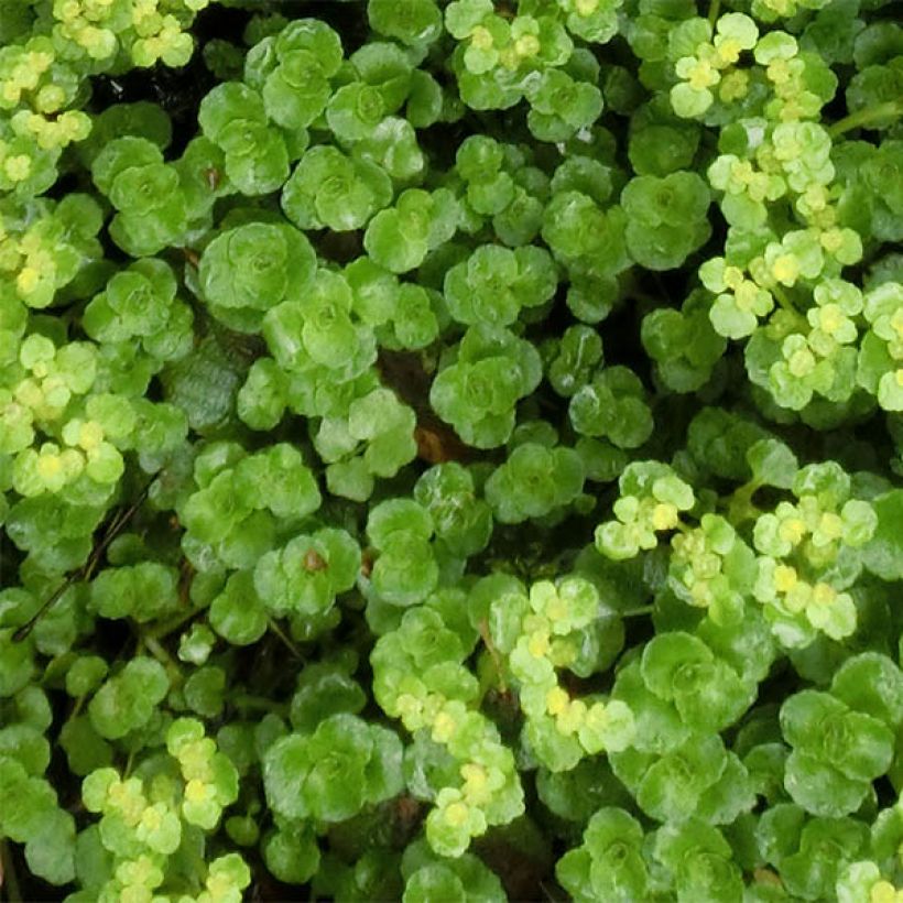 Chrysosplenium oppositifolium, Dorine (Feuillage)