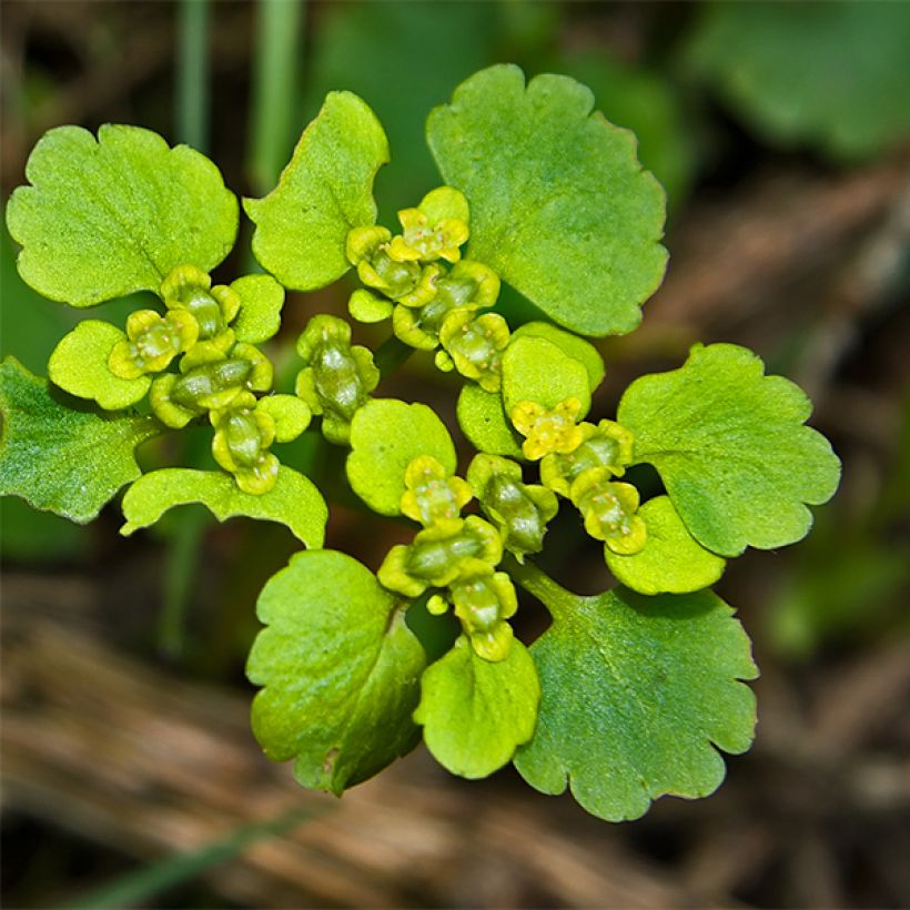 Chrysosplenium oppositifolium, Dorine (Floraison)