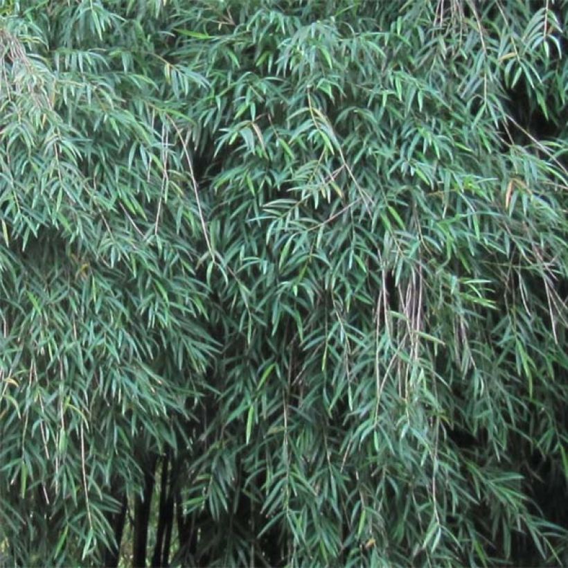 Chusquea couleou - Bambou des Incas (Feuillage)