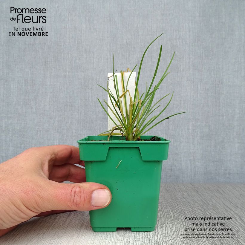 Spécimen de Ciboulail - Ciboule de Chine en plants Pot de 10 cm/11cm tel que livré en automne