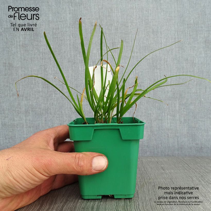 Spécimen de Ciboulail - Ciboule de Chine en plants Pot de 10 cm/11cm tel que livré au printemps