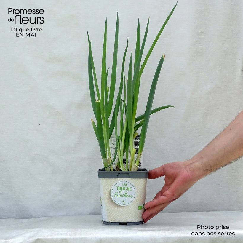 Spécimen de Ciboule - Civette BIO Pot de 1L/1,5L tel que livré au printemps