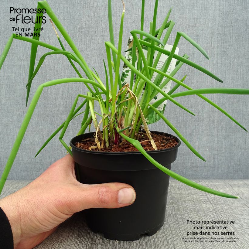 Spécimen de Ciboule ou Cive - Allium fistulosum - pot de 1.5L/2L tel que livré au printemps
