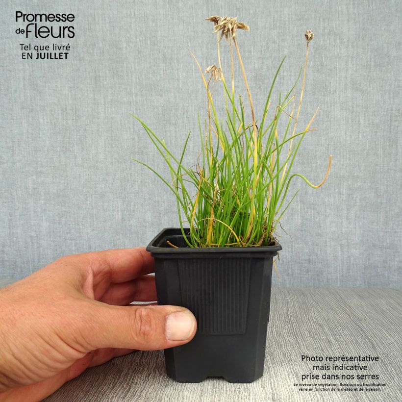 Spécimen de Ciboulette - Allium schoenoprasum Corsican White Godet de 8/9 cm tel que livré en été