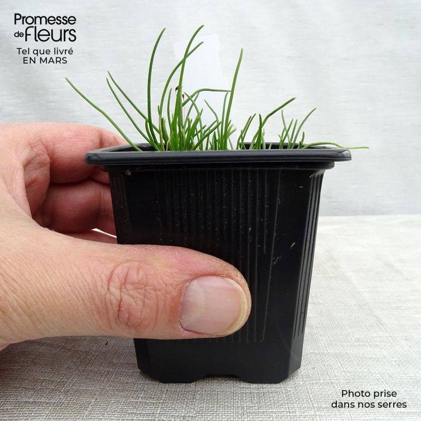 Spécimen de Ciboulette - Allium schoenoprasum Corsican White Godet de 8/9cm tel que livré au printemps