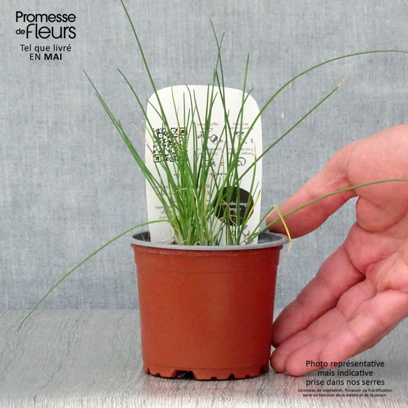 Spécimen de Ciboulette - Civette en plant BIO Pot de 10/11cm tel que livré au printemps