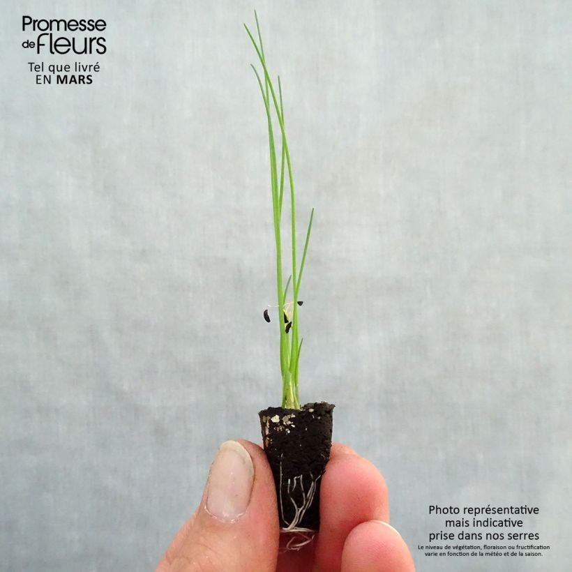 Spécimen de Ciboulette Polyvert Bio en mini-mottes Mini-motte Ø 1,5/2,5 cm tel que livré au printemps