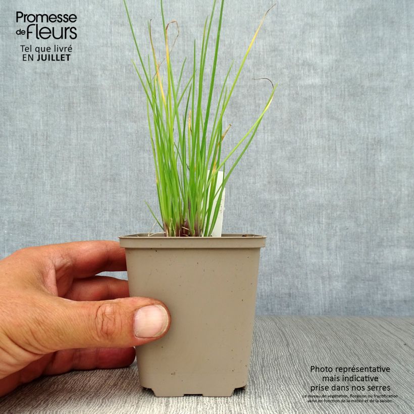 Spécimen de Ciboulette Rising Star - Allium schoenoprasum Godet de 8/9 cm tel que livré en été