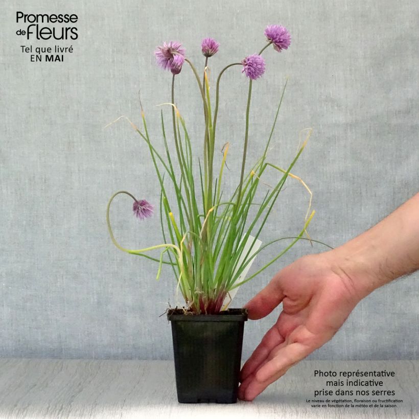 Spécimen de Ciboulette Rising Star - Allium schoenoprasum Godet de 9cm tel que livré au printemps