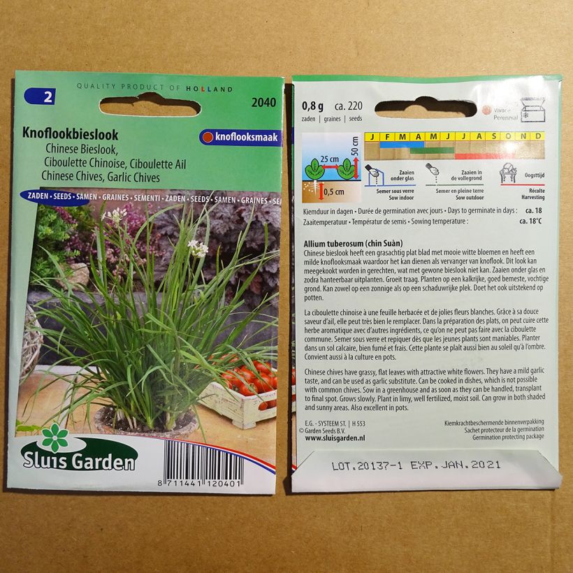 Exemple de spécimen de Ciboulette de Chine - Allium tuberosum tel que livré