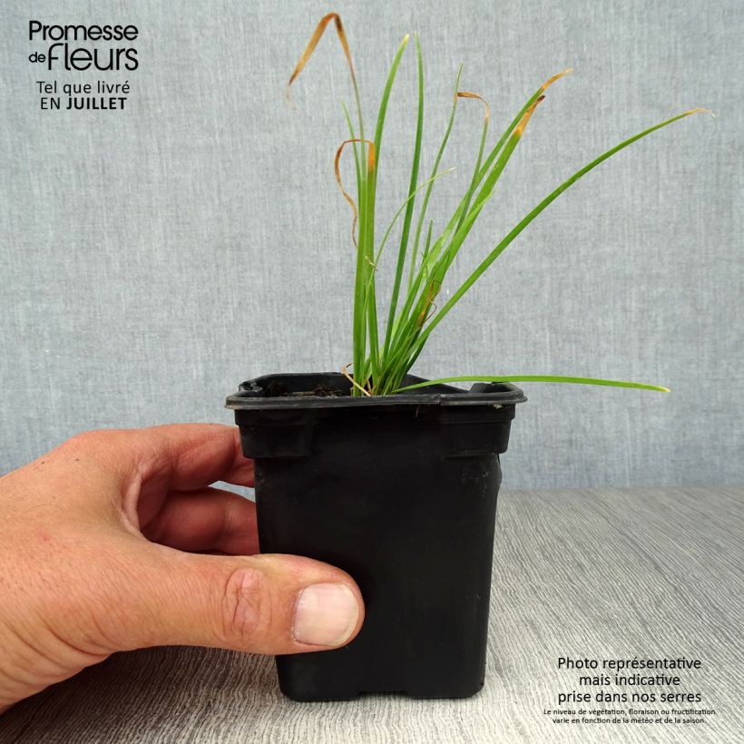 Spécimen de Ciboulette de Chine - Allium tuberosum Godet de 7/8 cm tel que livré en été