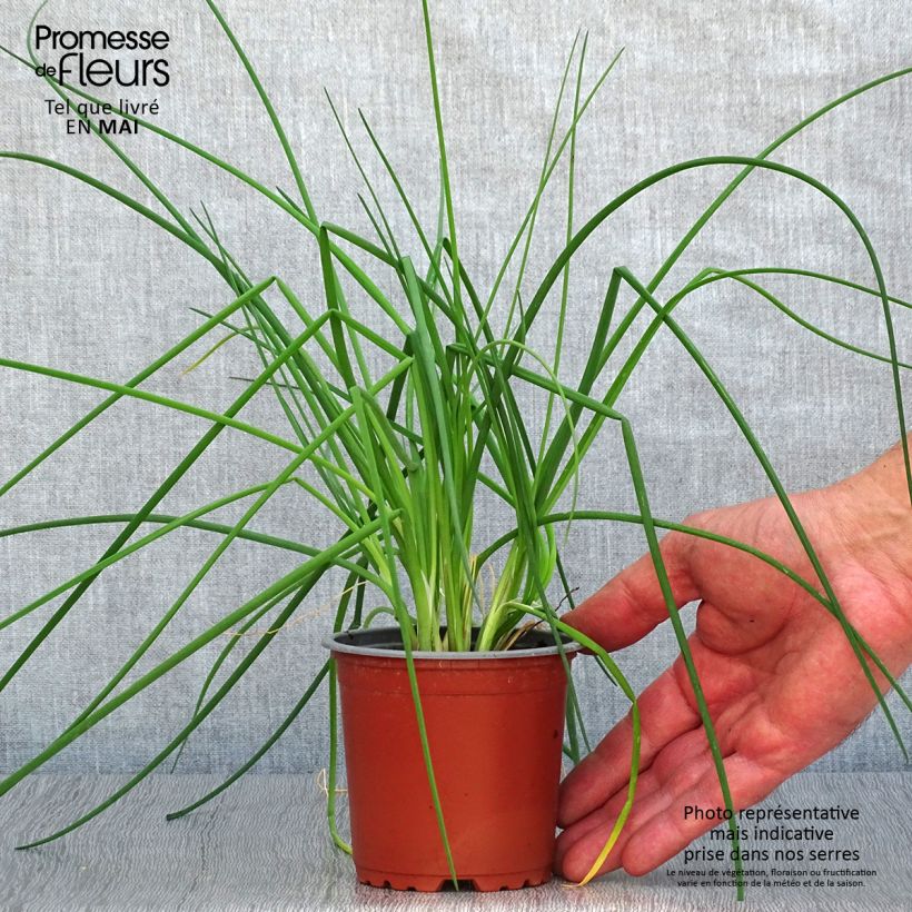 Spécimen de Ciboulette fine en plants - godet de 8/9cm tel que livré au printemps
