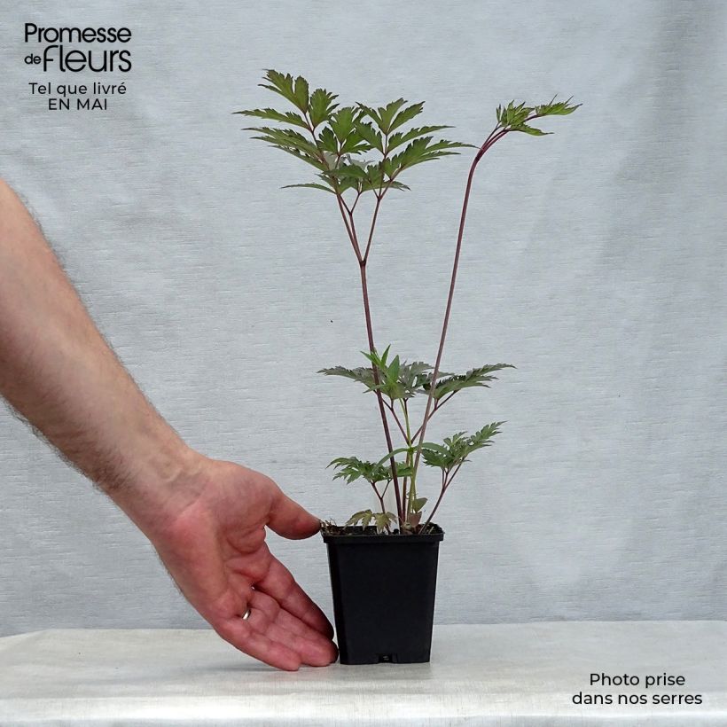 Spécimen de Cierge d'argent - Cimicifuga, Actaea simplex Atropurpurea en godet de 9 cm tel que livré au printemps