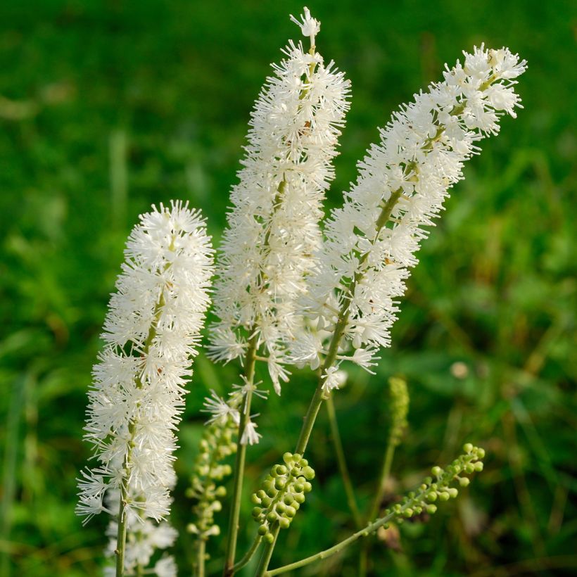 Cierge d'argent, Cimicifuga arizonica (Floraison)