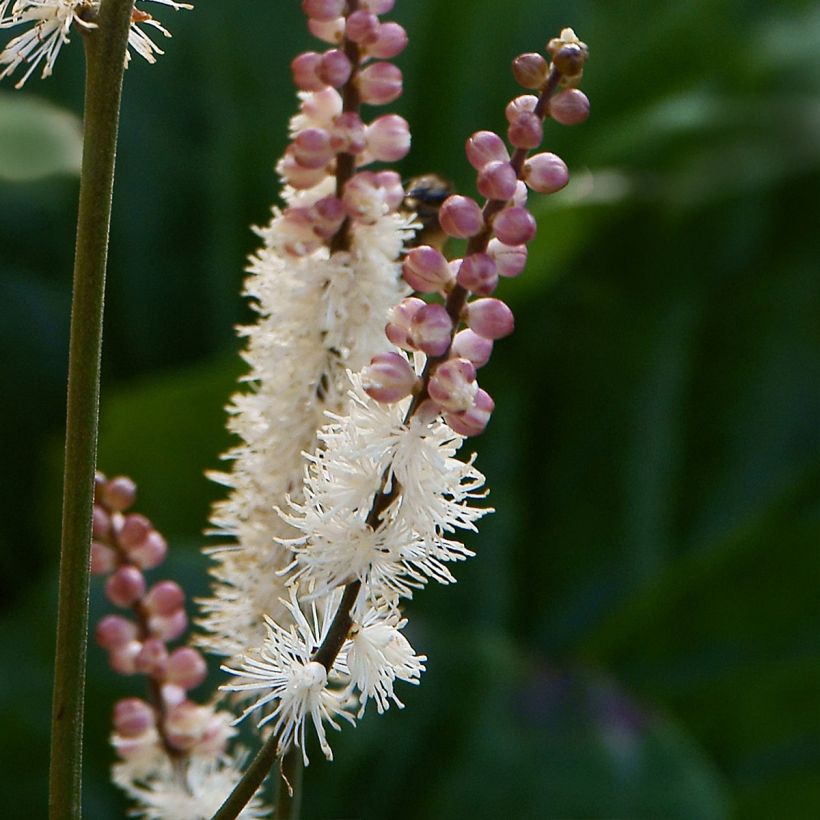 Cierge d'argent, Cimicifuga japonica (Floraison)