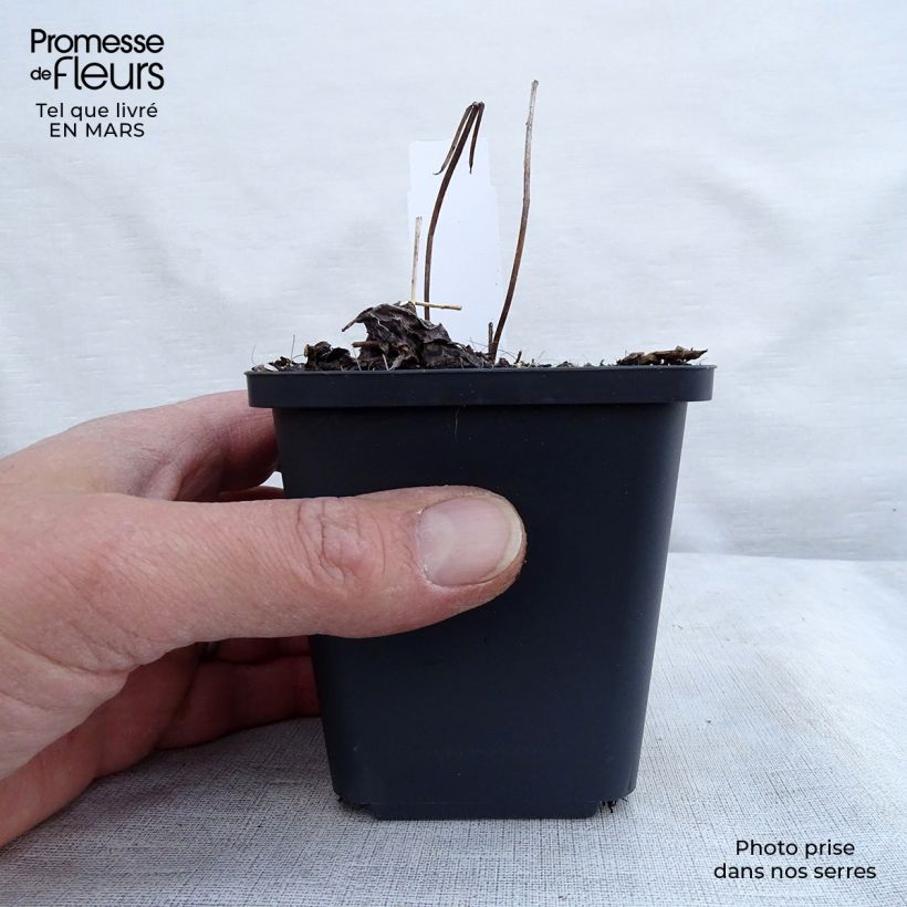 Spécimen de Cierge d'argent, Cimicifuga simplex Pink Spike Godet de 9cm tel que livré au printemps
