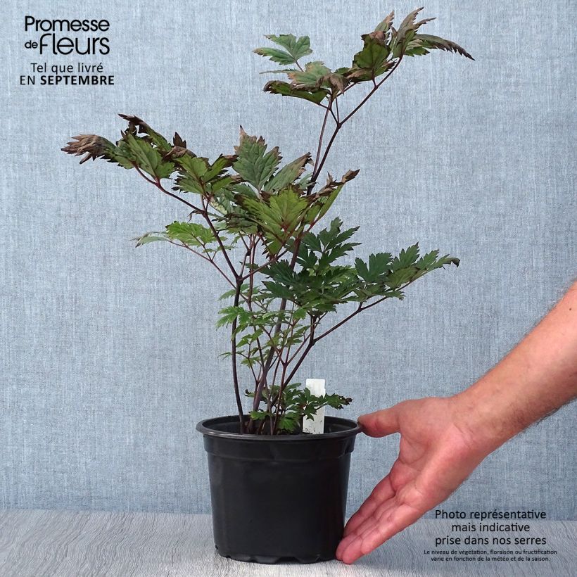 Spécimen de Cierge d'argent - Cimicifuga, Actaea simplex Atropurpurea Pot de 2L/3L tel que livré en automne