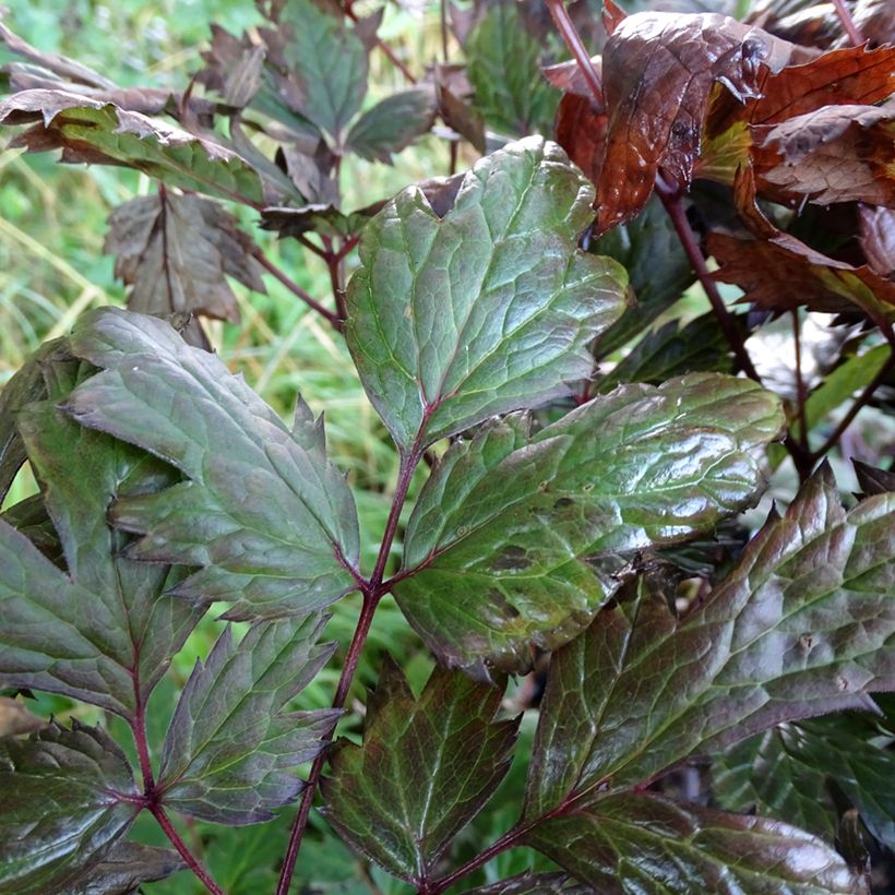 Cierge d'argent - Cimicifuga, Actaea simplex Atropurpurea (Feuillage)