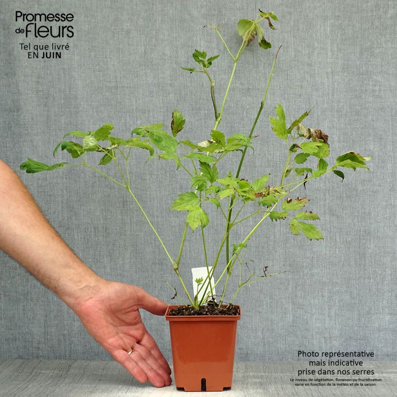 Spécimen de Cierge d'argent, Cimicifuga, Actaea matsumurae White Pearl Pot de 1,5L/2L tel que livré en été