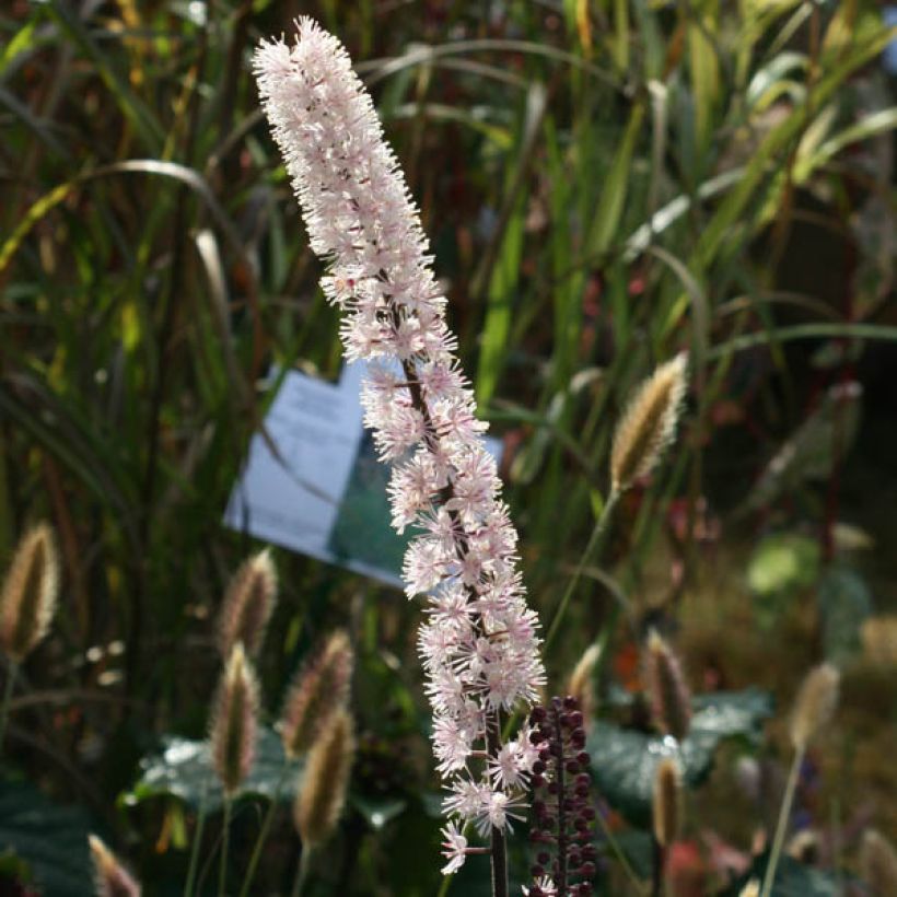 Cierge d'argent, Cimicifuga, Actaea simplex Brunette (Floraison)