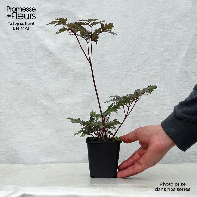 Spécimen de Cimicifuga Carbonella - Actaea simplex Godet de 9cm tel que livré au printemps