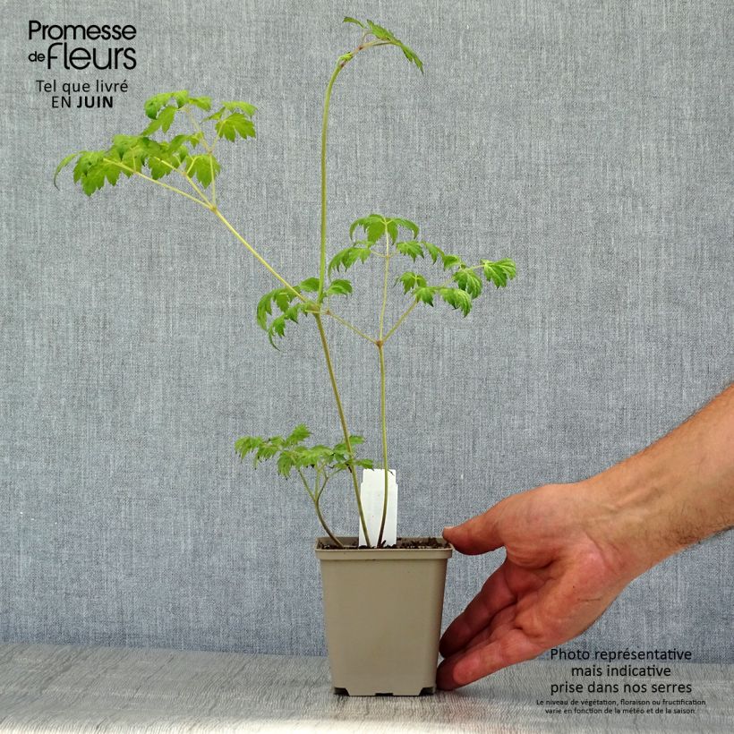 Spécimen de Cimicifuga Carbonella - Actaea simplex Godet de 8/9 cm tel que livré en été