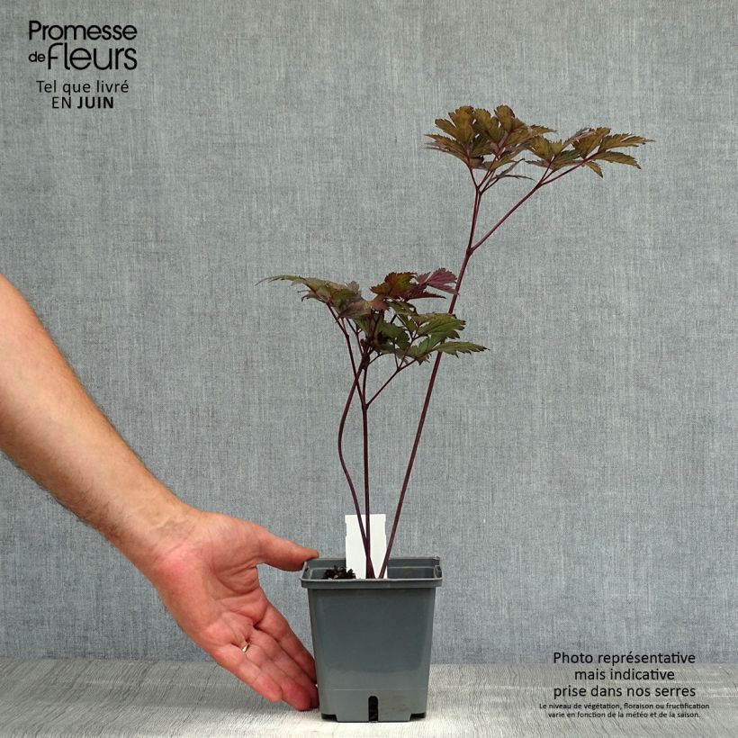 Spécimen de Cimicifuga Carbonella - Actaea simplex Pot de 1L/1,5L tel que livré en été
