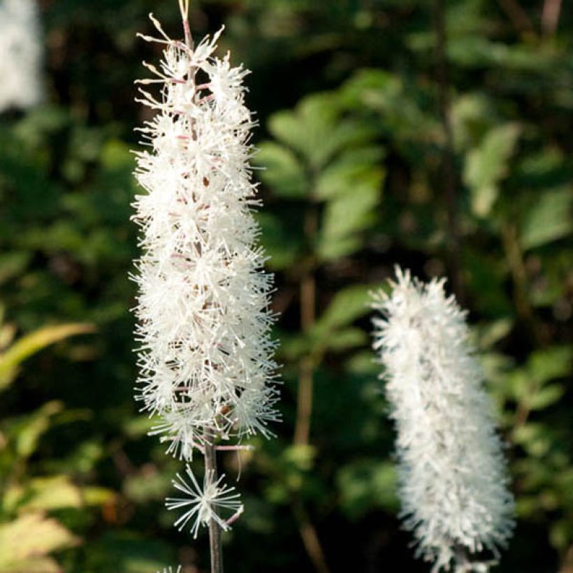 Cierge d'argent - Cimicifuga, Actaea simplex Atropurpurea (Floraison)