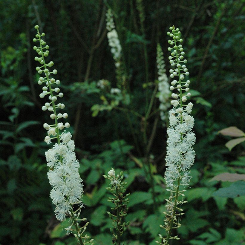 Cimicifuga racemosa - Cierge d'argent (Floraison)