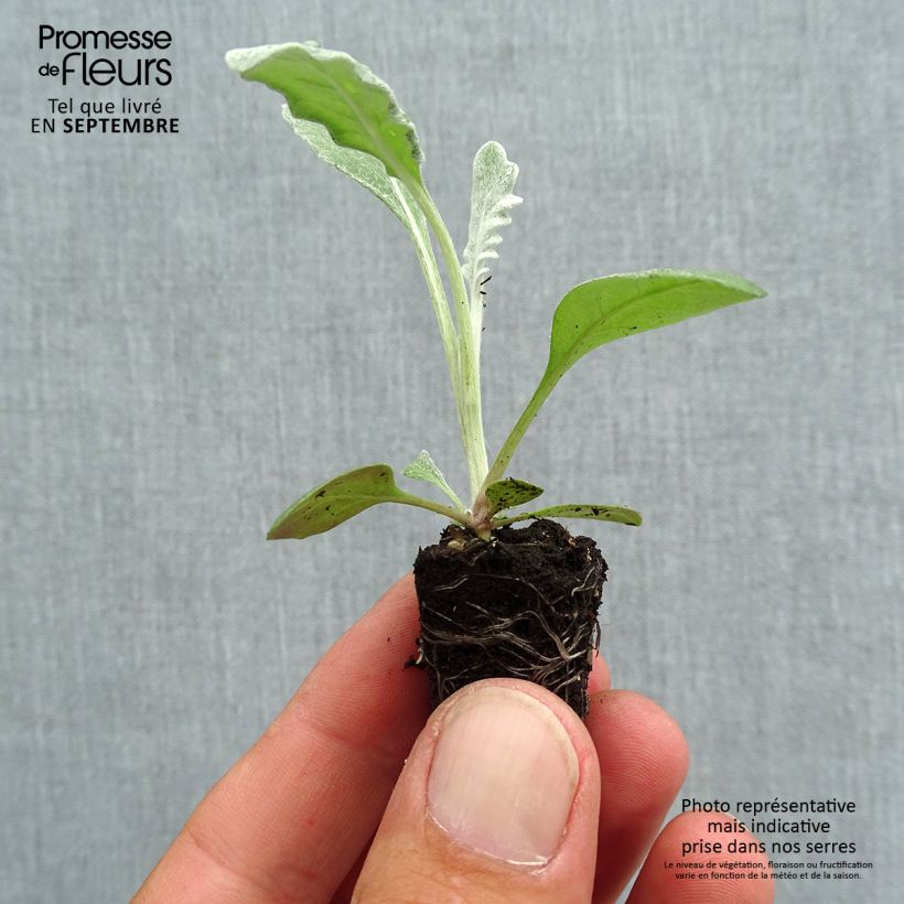 Spécimen de Cinéraire maritime Silver Dust Minimotte Mini-motte Ø 1,5/2,5 cm, Plant vert de 3 à 5 cm de haut environ tel que livré en automne