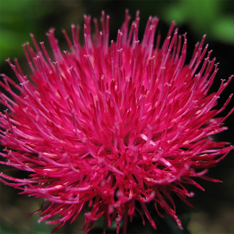 Cirsium japonicum Rose Beauty - Cirse du Japon (Floraison)