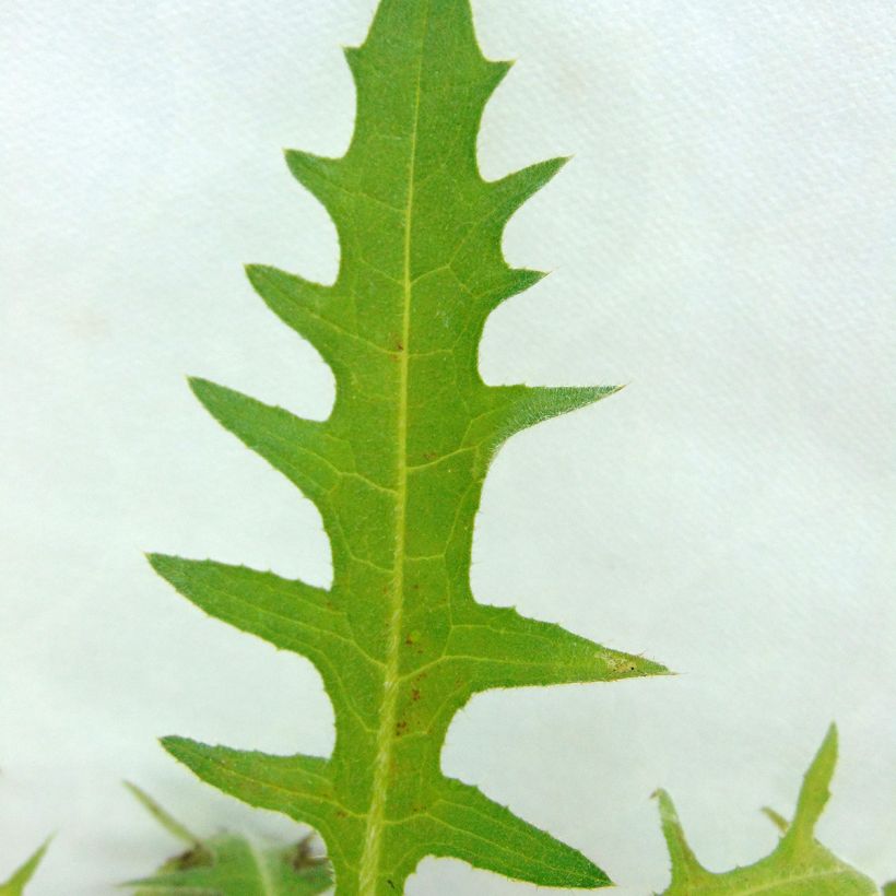 Cirsium rivulare Atropurpureum - Cirse des rives (Feuillage)