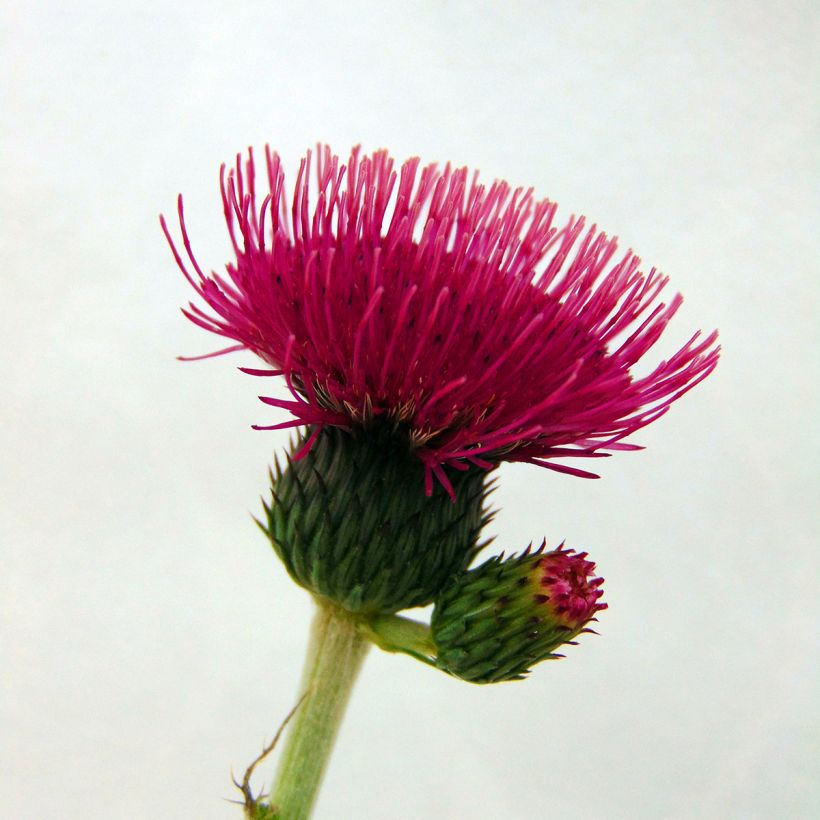 Cirsium rivulare Atropurpureum - Cirse des rives (Floraison)