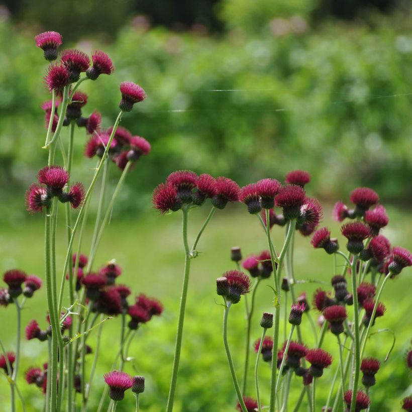 Cirsium rivulare Atropurpureum - Cirse des rives (Port)