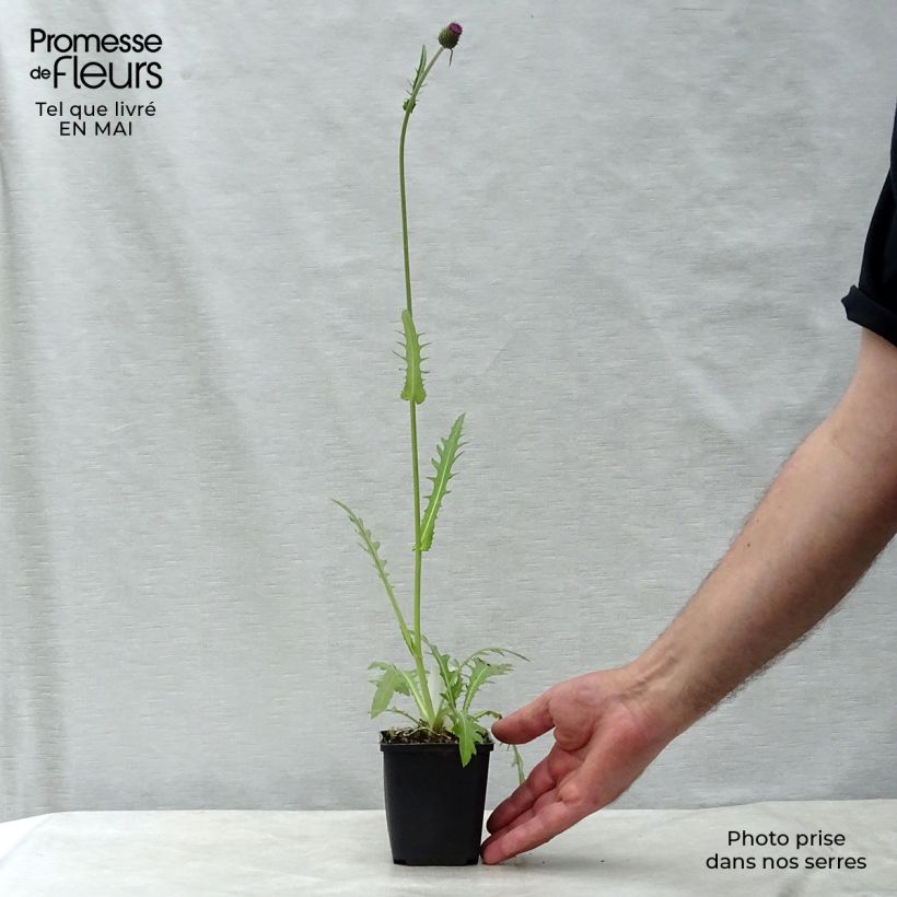 Spécimen de Cirsium rivulare Atropurpureum - Cirse des rives en godet de 9 cm tel que livré au printemps